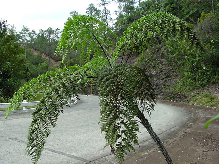 baracoa naturaleza11