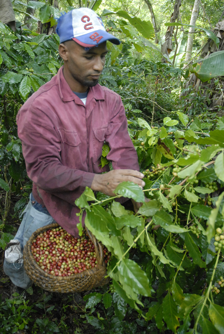 yateras recogida cafe