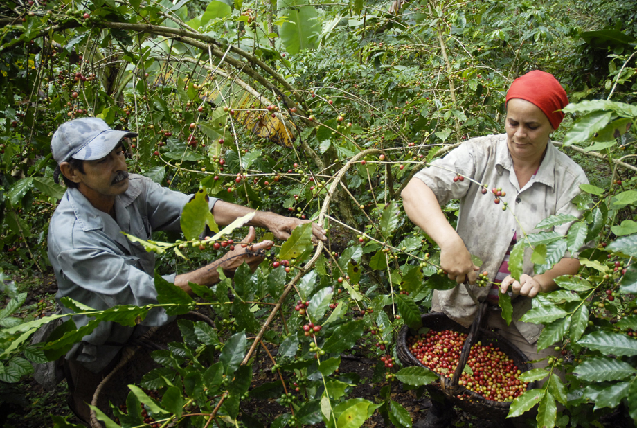 yateras recogida cafe2