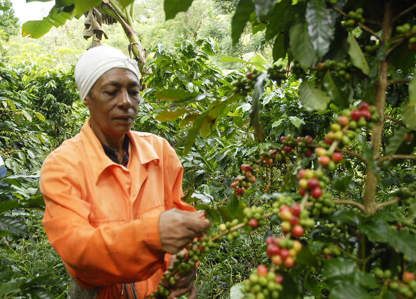 yateras recogida cafe5