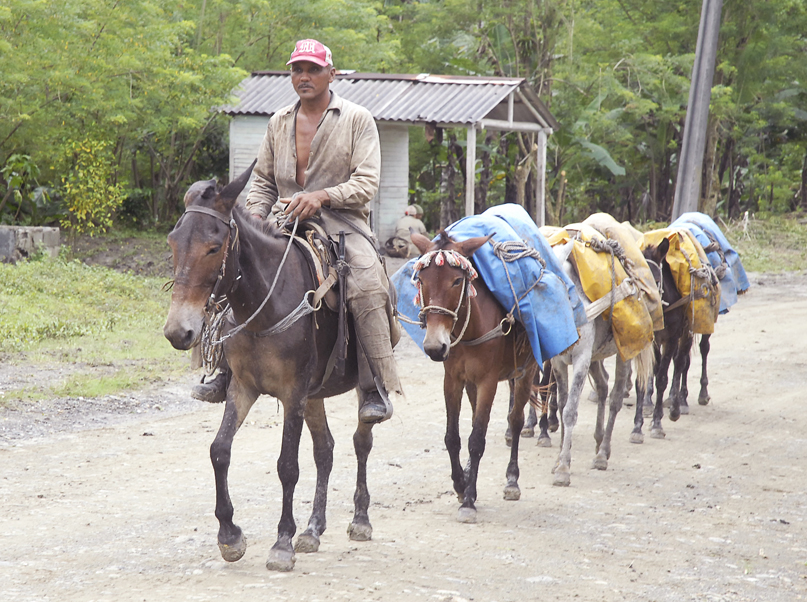 yateras recogida cafe7