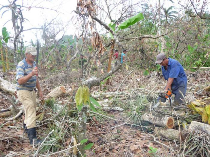 cacao recuperacion baracoa