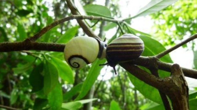 parque alejandro humboldt polimita