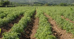 1tomate Valle de Caujerí