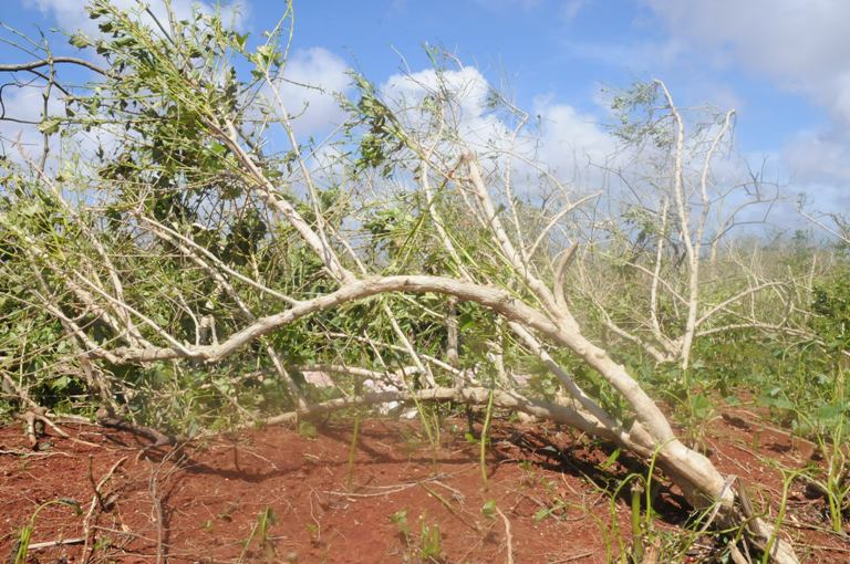 cafe afectaciones huracan