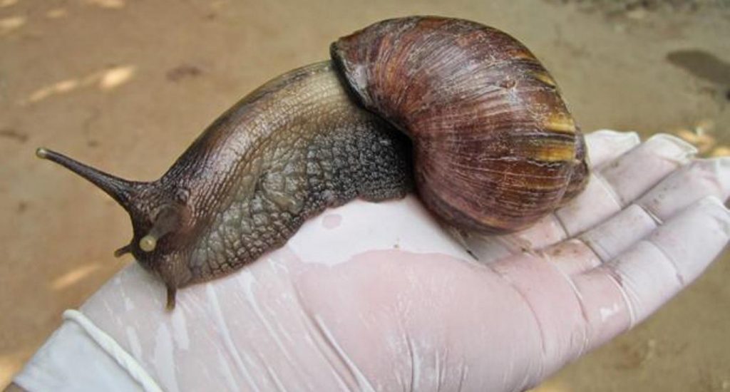 caracol africano