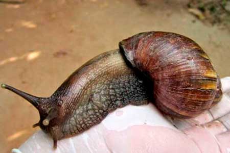 caracol gigante agricano