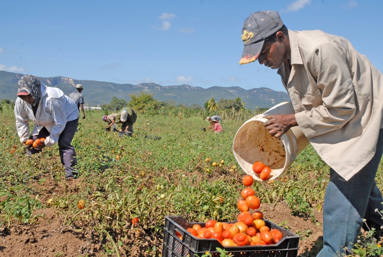 tomate cosecha