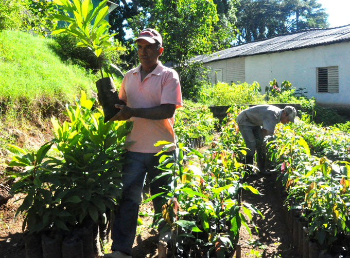 forestal Cuba