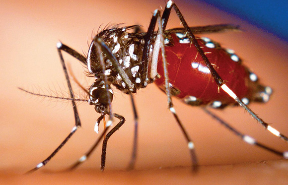 Chikungunya