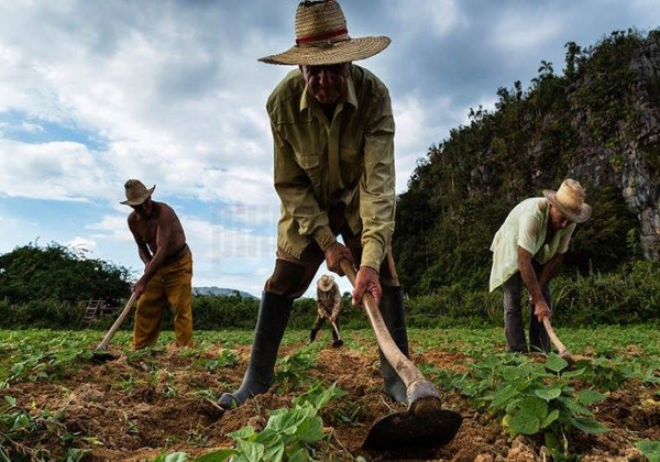 0517 campesino cubano1