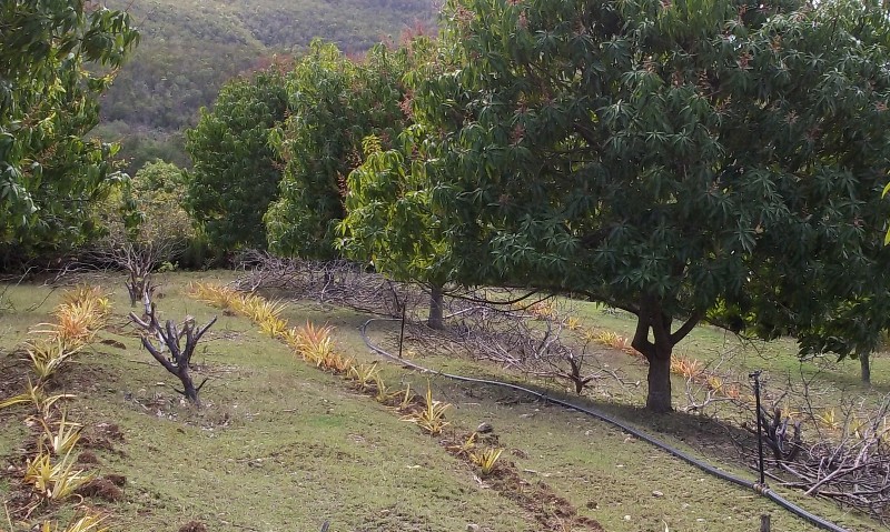 campesino Valle de Caujerí 1