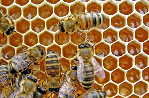 panal abejas guanahacabibes fpt2