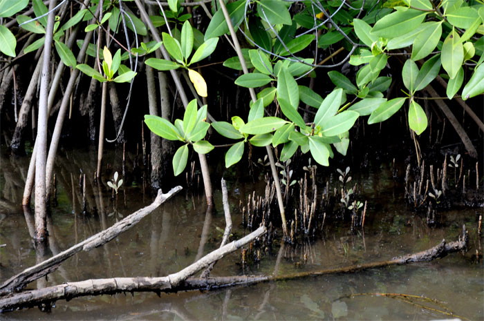 río Duaba Baracoa Guantánamo 6