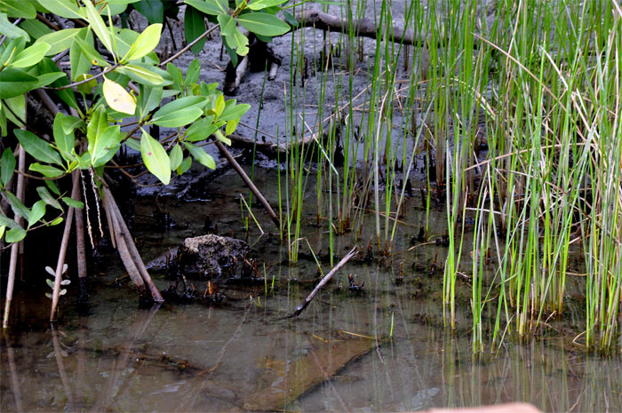río Duaba Baracoa Guantánamo 7