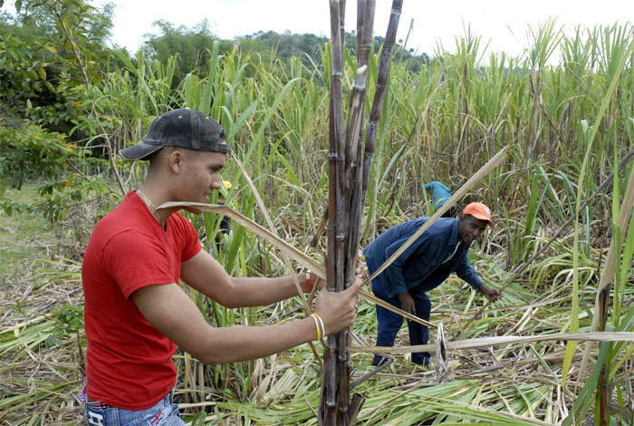trabajo voluntario Guantánamo 2