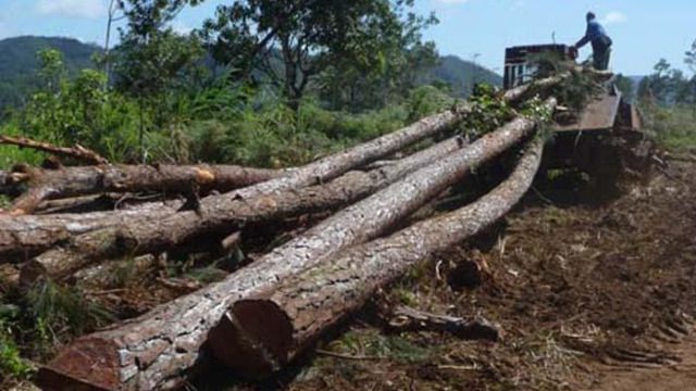 agroforestal2