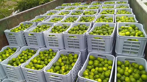 limones persas
