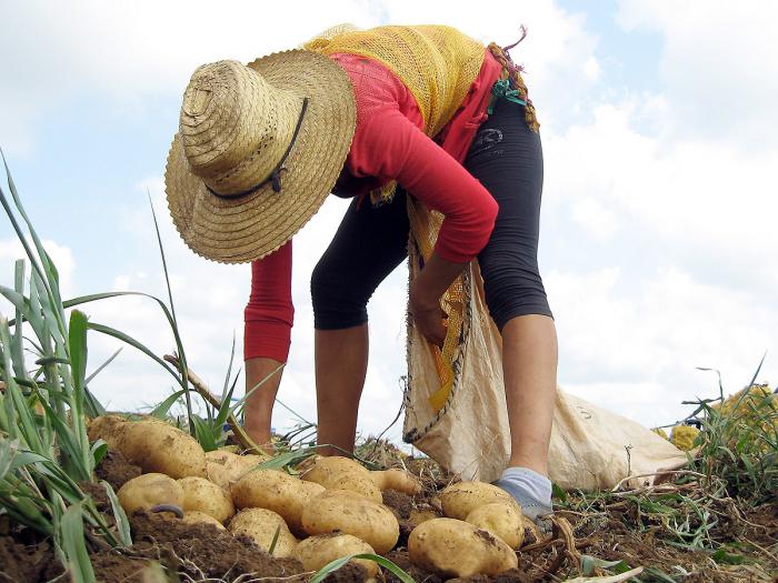 agricultura prtoduccuion