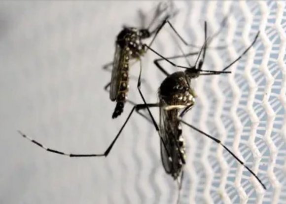 dengue mosquito 580x413