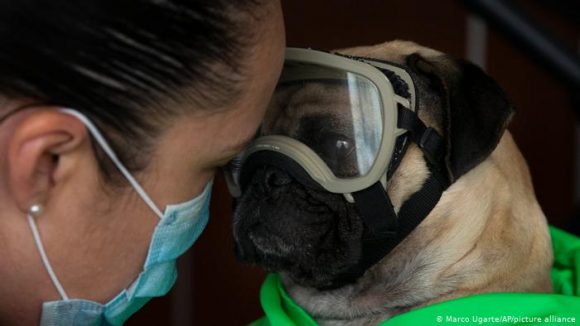 covid 19 animales 580x326