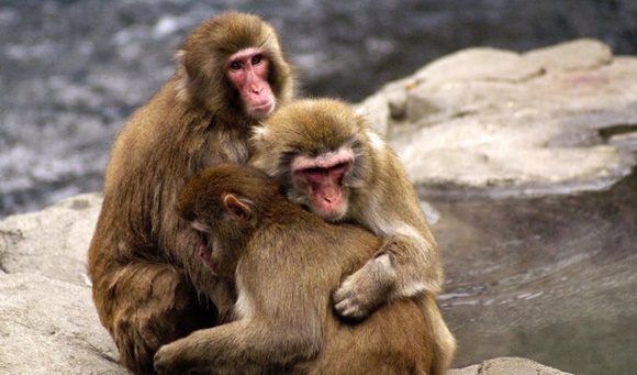 1 macacos reno unido brexit 580x341