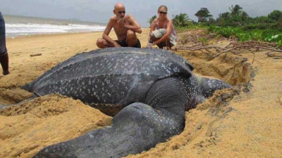 1 tortuga