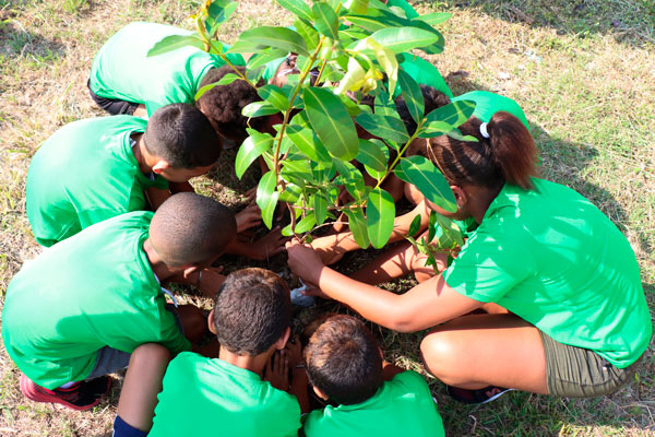 23 DMA Planta verde