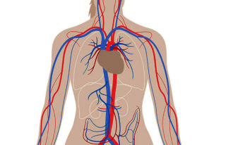 Estrategias para 'rejuvenecer' el corazón y las arterias