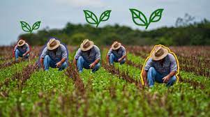 banco de fomento agrícola