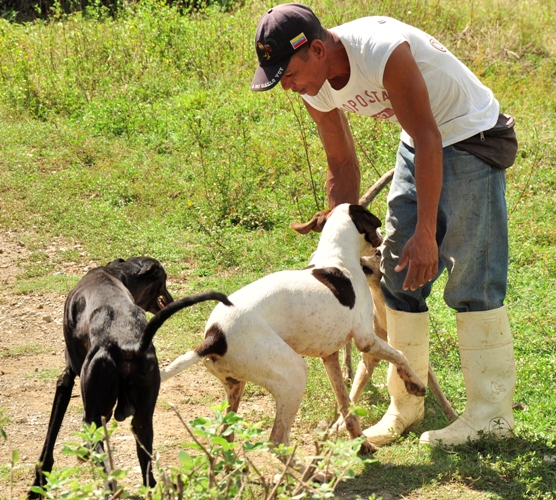 entrenador perros2