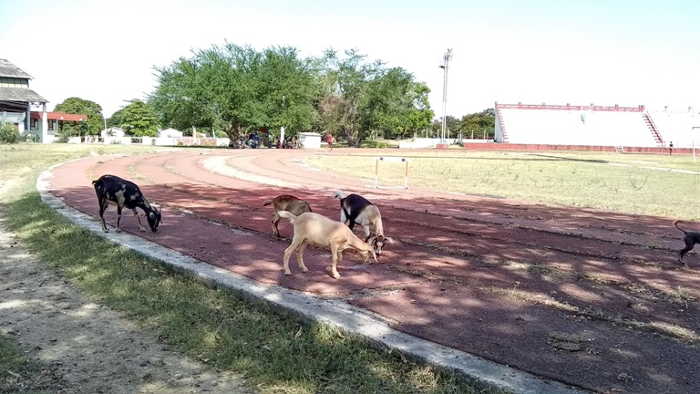 pista atletismo foto 3
