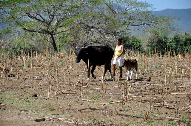 Sequía en Guantánamo 6