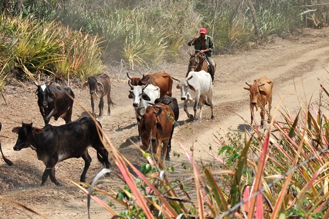 sequía en Guantánamo 2