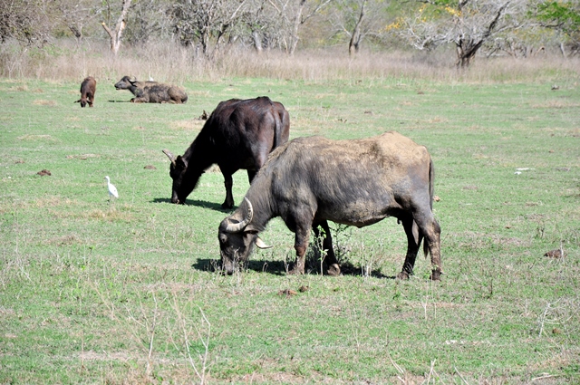 sequía en Guantánamo 4