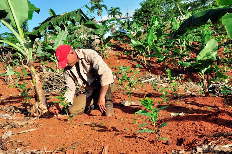 campesinos guantanameros10