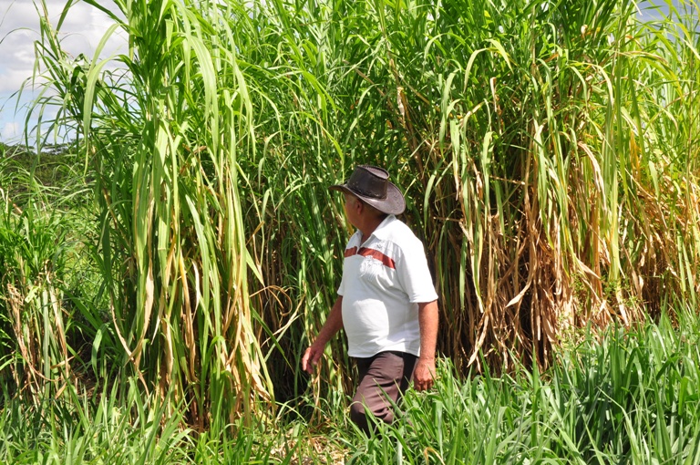 campesinos guantanameros11