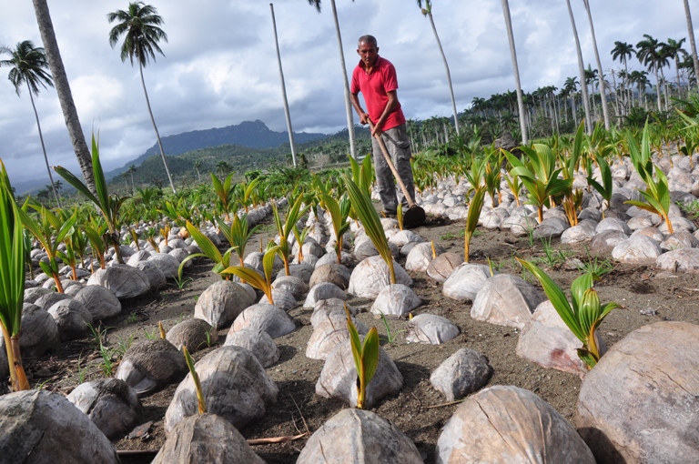 campesinos guantanameros2