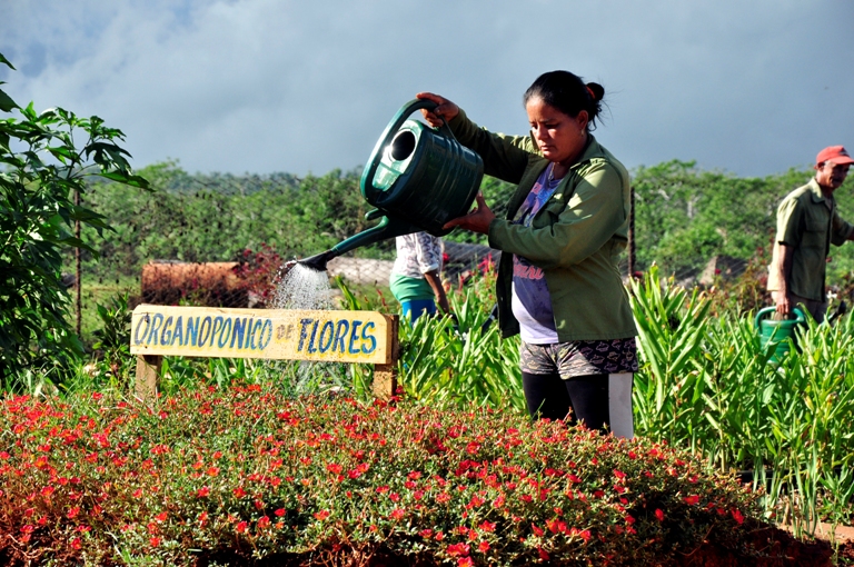 campesinos guantanameros9