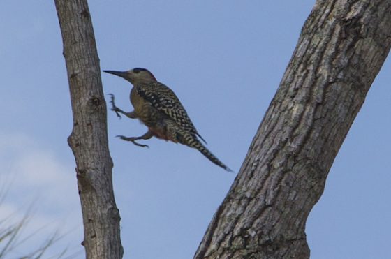 ecologia-huracanmatthew2-1-560x371