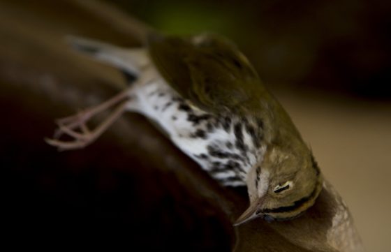 ecologia-huracanmatthew4-1-560x361