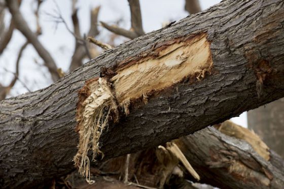 ecologia-huracanmatthew9-560x374