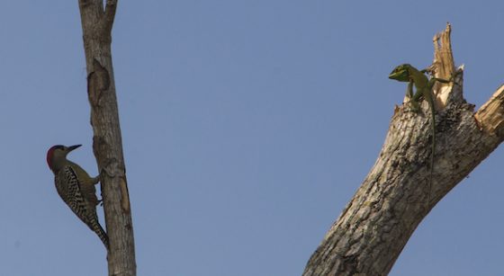 ecologia2-huracanmatthew-2-560x307