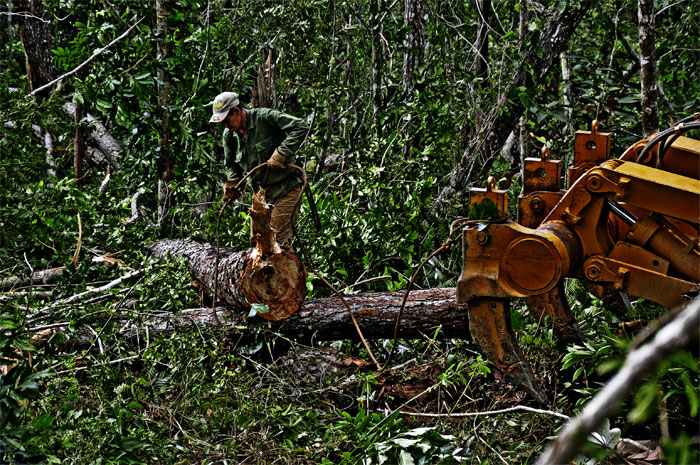 lomerio guantanamero 4