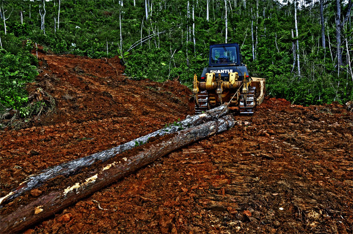 lomerio guantanamero 5