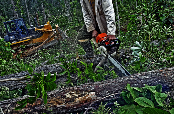 lomerio guantanamero 6