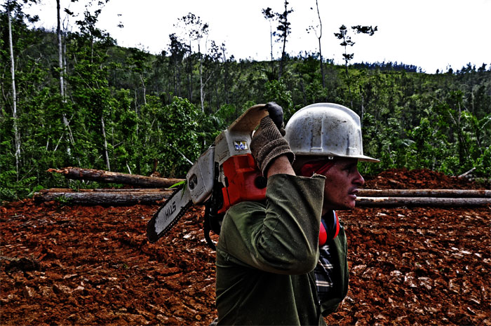 lomerio guantanamero 7