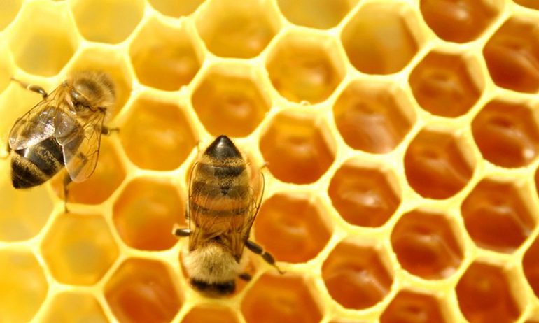 abejas