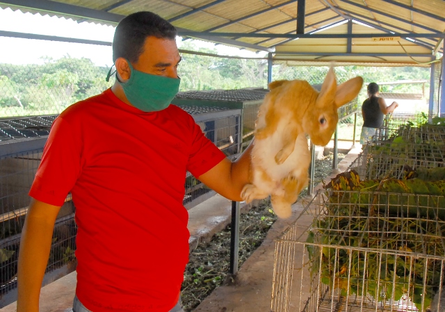 2 Maisí alimentos