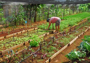 3 Maisi alimentos